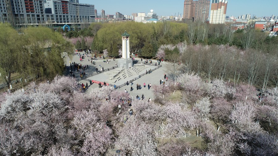 醉美春光里 桃花笑春風