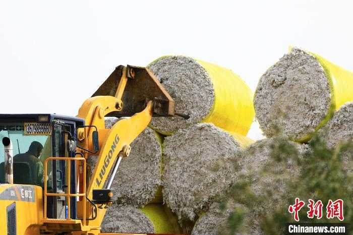 叉車將采棉機(jī)吐出的“金蛋蛋”裝車?！「唠p強(qiáng) 攝