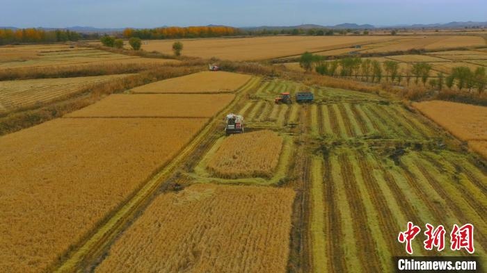 圖為科右中旗杜爾基鎮(zhèn)雙金嘎查的萬(wàn)畝水稻田進(jìn)入集中收割期。　趙殿威 攝