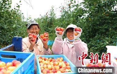 圖為興安盟沙果迎豐收?！】朴仪捌煳麄鞑抗﹫D