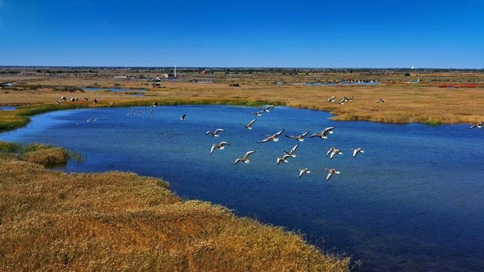 △黃河三角洲擁有天然蘆葦270平方公里，是東北亞內(nèi)陸和環(huán)西太平洋鳥類遷徙重要的“中轉(zhuǎn)站”、越冬地和繁殖地。(總臺(tái)央視記者李煒、程鋮拍攝)