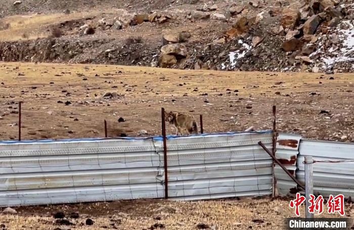 圖為闖入村民家中的野狼。　興?？h公安局溫泉派出所供圖