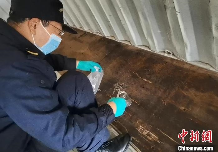 張家港海關(guān)工作人員截獲捕鳥蛛。　王健超 攝