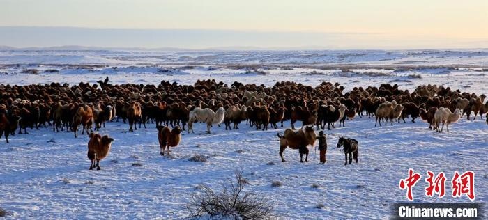 進(jìn)入冬季，駱駝在戈壁灘上散養(yǎng)?！」o琨 攝