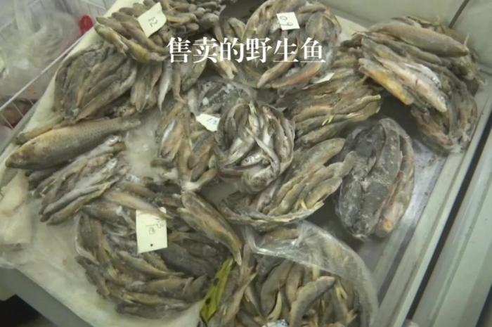 2021年12月6日，督察組現(xiàn)場(chǎng)隨機(jī)抽查發(fā)現(xiàn)，保護(hù)區(qū)附近餐館仍然存在非法經(jīng)營(yíng)野生河魚(yú)的問(wèn)題