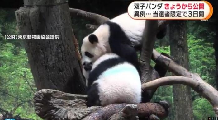 12日，日本東京上野動物園的旅日雙胞胎熊貓開始同游客見面。(圖片來源：日本富士電視臺視頻截圖)
