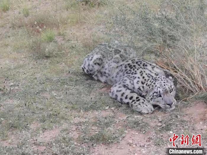 圖為在四子王旗發(fā)現(xiàn)的雪豹(資料圖)?！∷淖油跗炀焦﹫D