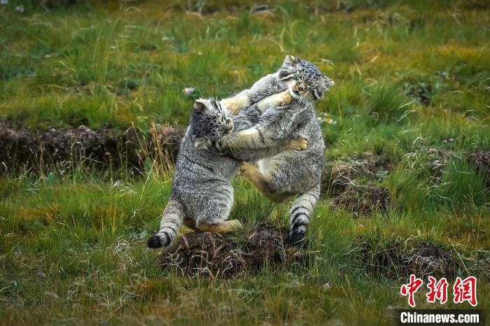 圖為作品《難分伯仲》?！〗股?攝