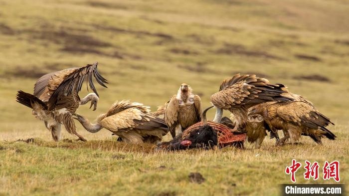 圖為作品《聚會(huì)》。　尕布藏才郎 攝