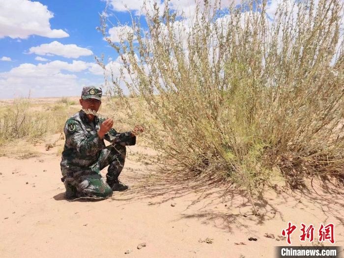 圖為謝寶民查看梭梭長勢?！∈茉L者供圖