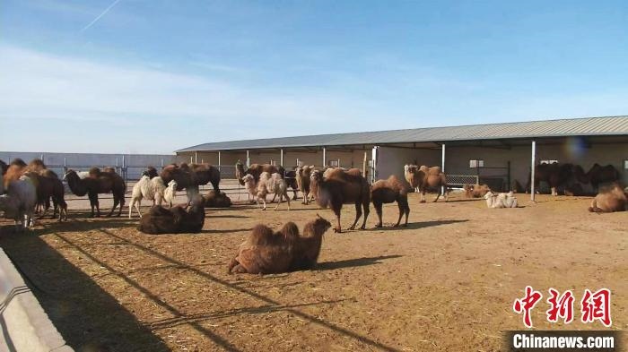 圖為額濟(jì)納旗駝奶產(chǎn)業(yè)基地?！⊥蹰L梅 攝