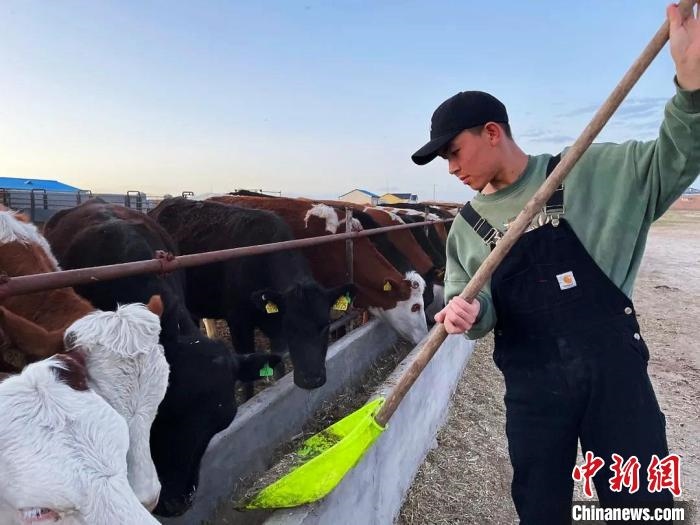 圖為敖木希勒在喂牛。　敖木希勒供圖