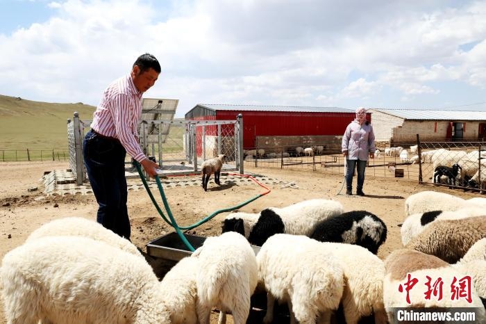 圖為圖門達(dá)來在喂羊。　張署雁 攝