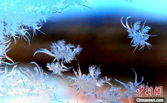 玉樹瓊枝盈滿窗?！O書程 攝