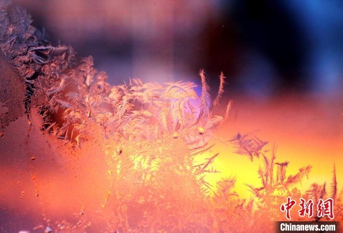 迎著光亮，冰窗花絢麗多姿?！O書程 攝