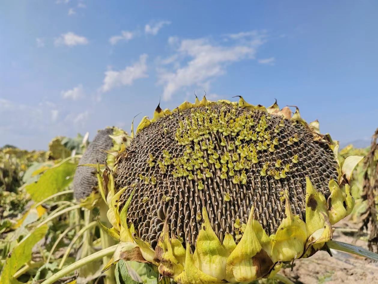 1695441035131027.jpeg 1695441035131027.jpeg