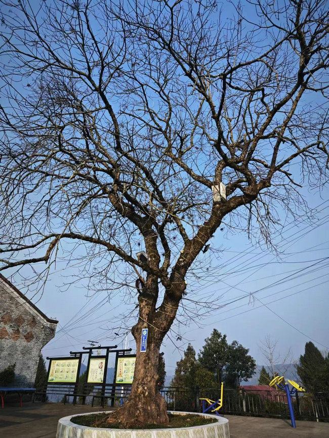 老家附近的地標(biāo)古樹.jpg