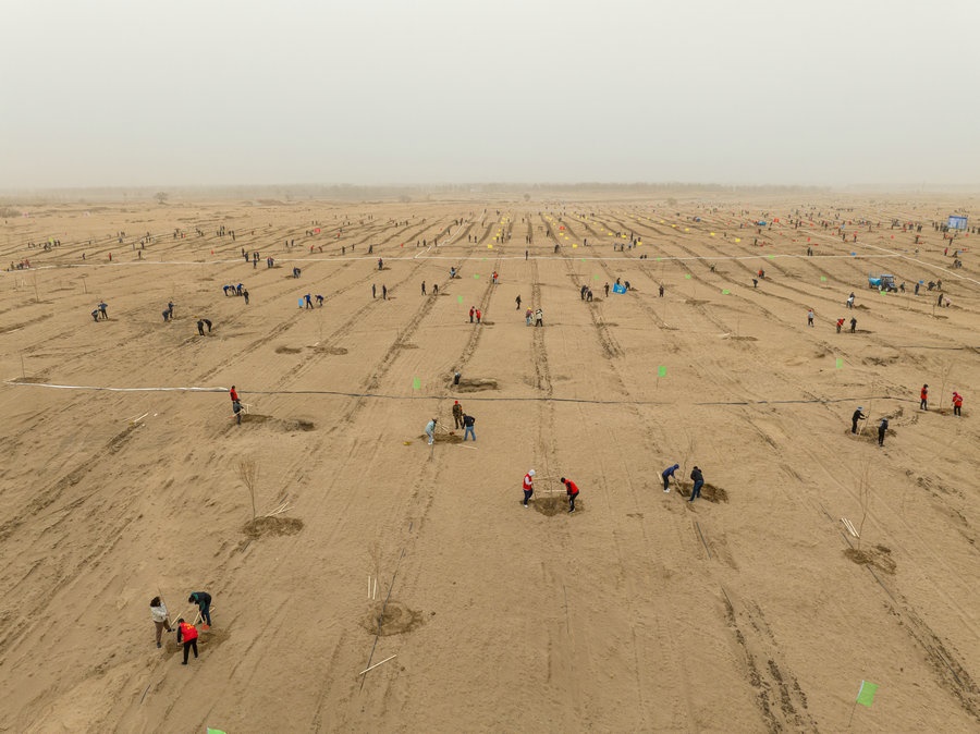 在高力板鎮(zhèn)花道卜和沙木嘎嘎查治理區(qū)，廣大干部群眾手植新綠，播種希望 （攝影：包寶音德力格爾）.JPG
