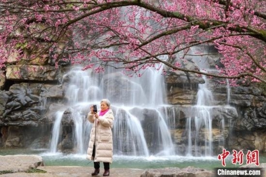 2月23日，市民在乾藝梅園景區(qū)拍攝綻放的梅花。瞿宏倫 攝