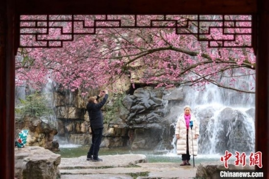 2月23日，市民在乾藝梅園景區(qū)觀賞拍攝綻放的梅花。瞿宏倫 攝