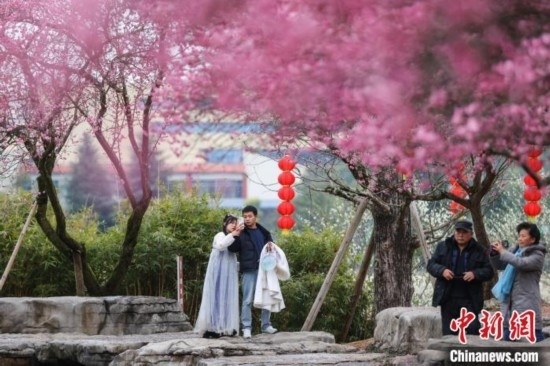2月23日，市民在乾藝梅園景區(qū)觀賞綻放的梅花。瞿宏倫 攝