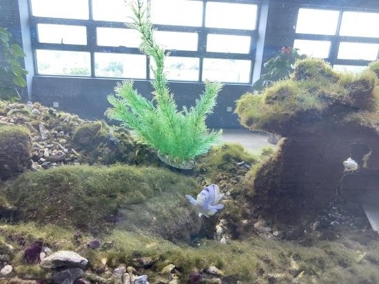 圖為寶鋼湛江鋼鐵水控中心，觀賞海魚在鋼渣漁礁里游動(dòng)