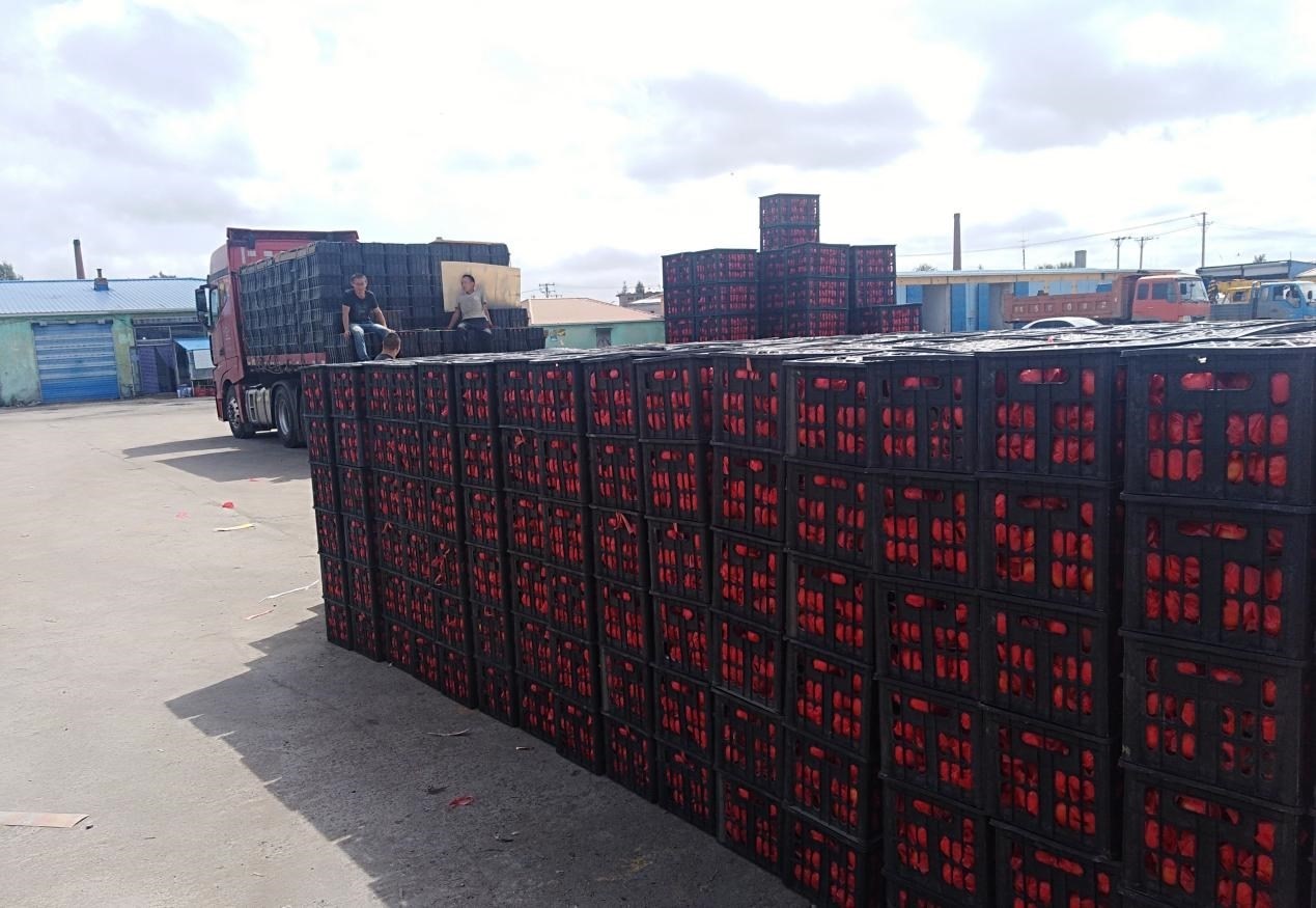 　　外銷的蔬菜在市場等待拉運。受訪者供圖