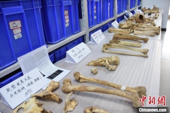 圖為已清理完畢的骨骼標(biāo)本。王宇 攝