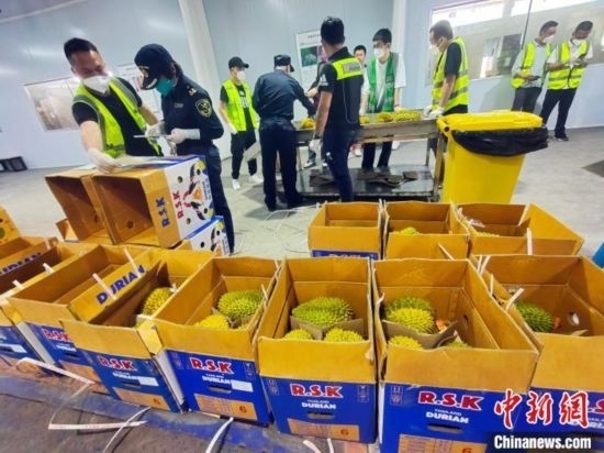 圖為海關(guān)關(guān)員對(duì)進(jìn)口榴蓮進(jìn)行查驗(yàn)。黃艷梅 攝
