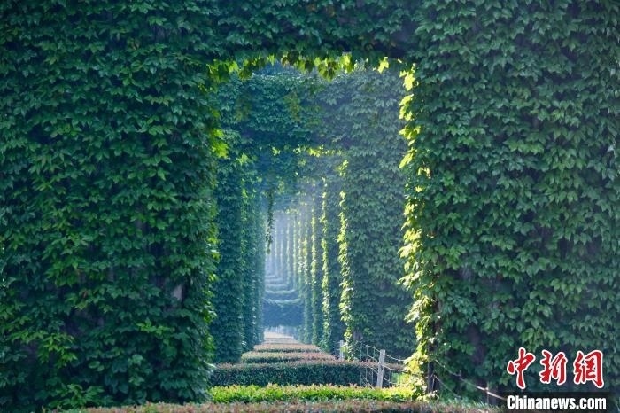 成都二環(huán)高架橋墩被植被爬滿，形成“綠野仙蹤”景觀?！埨?攝