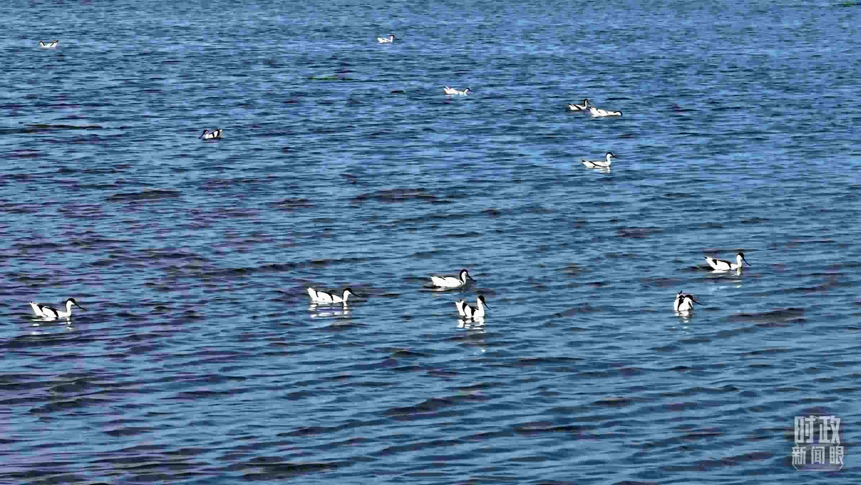 △鹽湖棲息的鳥類。（總臺(tái)記者裴大偉、康曉宇拍攝）