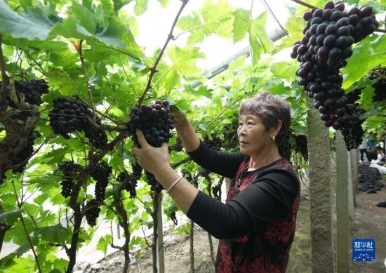 5月26日，唐山市海港經(jīng)濟(jì)開發(fā)區(qū)王灘鎮(zhèn)趙灘村農(nóng)民在大棚內(nèi)采摘葡萄。
