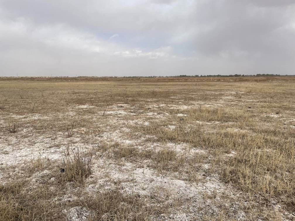 撂荒后的部分地塊已現(xiàn)鹽堿。 人民網(wǎng)記者 楊喬攝