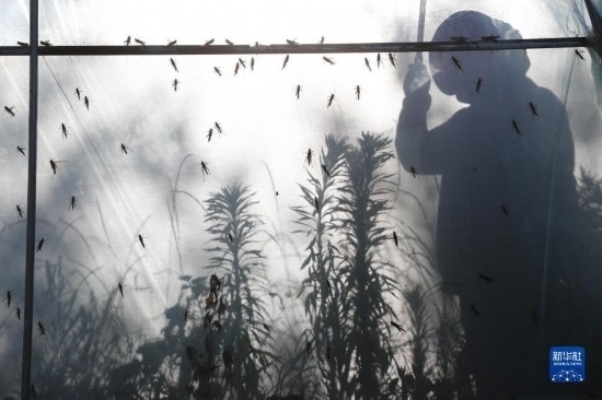 6月21日，山東省樂(lè)陵市西段鄉(xiāng)岔河村東亞飛蝗養(yǎng)殖基地的養(yǎng)殖戶(hù)在大棚內(nèi)忙碌。新華社記者 范長(zhǎng)國(guó) 攝