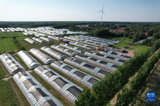 這是6月21日在山東省樂(lè)陵市西段鄉(xiāng)岔河村拍攝的東亞飛蝗養(yǎng)殖基地（無(wú)人機(jī)照片）。新華社記者 范長(zhǎng)國(guó) 攝