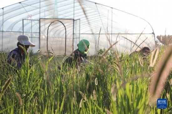 6月21日，山東省樂(lè)陵市西段鄉(xiāng)岔河村東亞飛蝗養(yǎng)殖基地的螞蚱養(yǎng)殖戶(hù)在割草。新華社記者 范長(zhǎng)國(guó) 攝