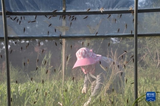 6月21日，山東省樂(lè)陵市西段鄉(xiāng)岔河村東亞飛蝗養(yǎng)殖基地的螞蚱養(yǎng)殖戶(hù)在割草。新華社記者 范長(zhǎng)國(guó) 攝