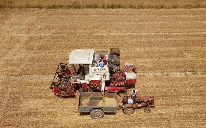 2023年6月14日，在山東省臨邑縣林子鎮(zhèn)，聯(lián)合收割機(jī)在收獲小麥。