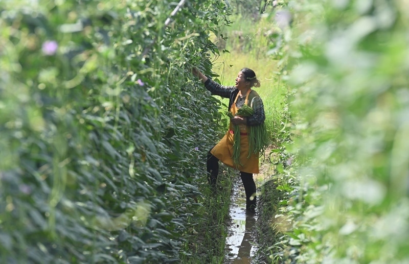 2023年6月15日，在廣西柳州市鹿寨縣中渡鎮(zhèn)石墨村，村民在高標(biāo)準(zhǔn)農(nóng)田里采收豆角。