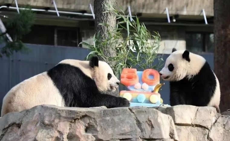 2022年，美國國家動物園舉辦活動慶祝大熊貓抵美50周年，園方為大熊貓“美香”“添添”和“小奇跡”一家三口準(zhǔn)備了有“50”字樣的冰凍水果蛋糕。（圖片來源：雅安市廣播電視臺）