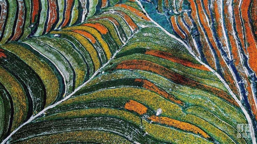 寧夏彭陽(yáng)縣。萬(wàn)壽菊與格?；ㄊ㈤_在錯(cuò)落的山間梯田上。（總臺(tái)國(guó)廣記者李晉拍攝）