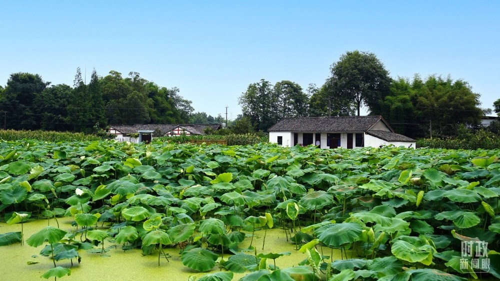 四川眉山，永豐村荷塘。2022年6月，習(xí)近平曾到此調(diào)研鄉(xiāng)村振興情況。（總臺(tái)央廣記者潘毅拍攝）