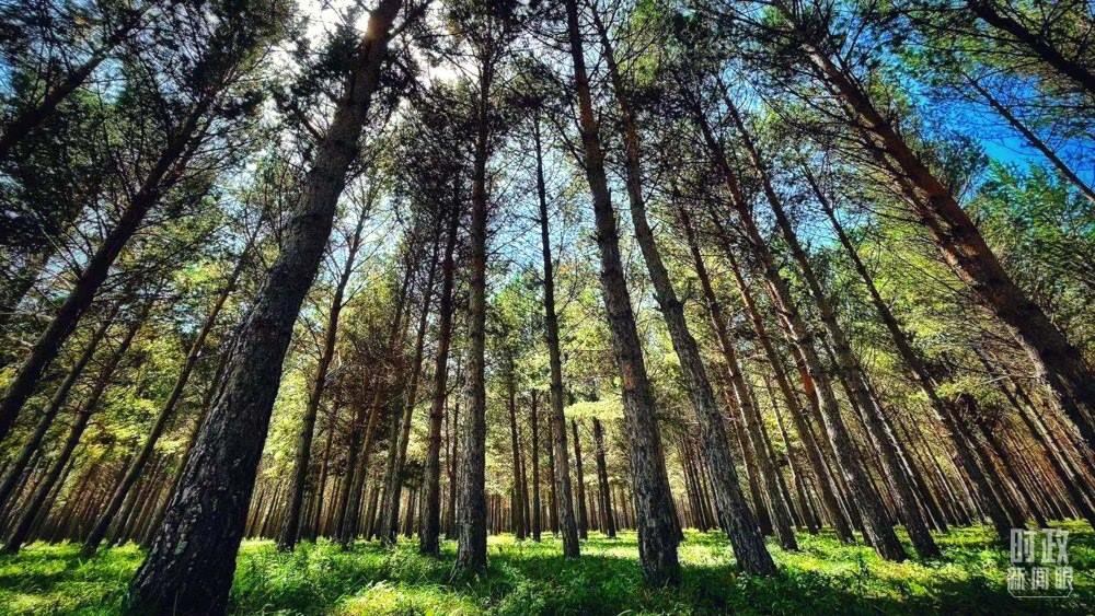 河北塞罕壩。（總臺(tái)央視記者謝曉光拍攝）