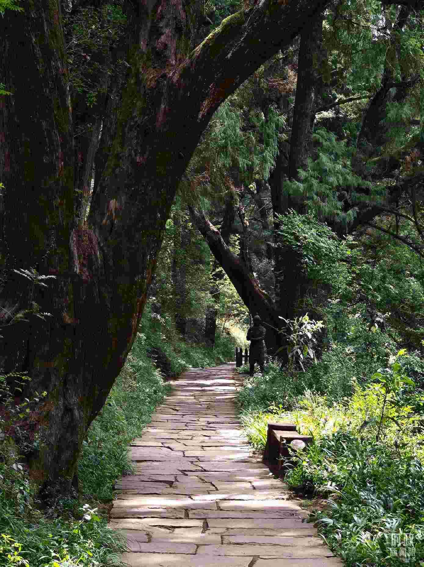 △古蜀道與古柏。（總臺央視記者彭漢明拍攝）