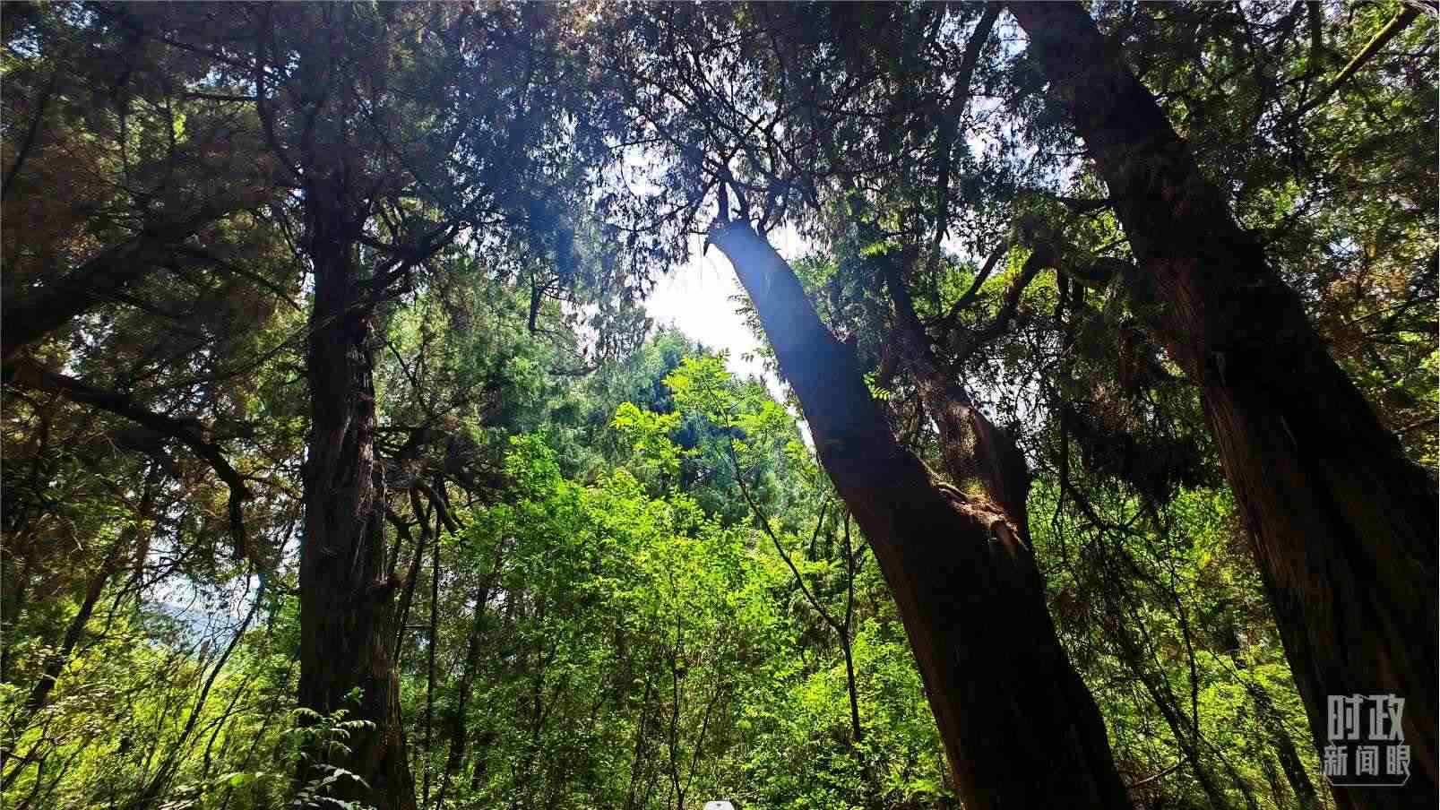 △翠云廊內(nèi)，古柏郁郁蔥蔥。（總臺央視記者程鋮拍攝）