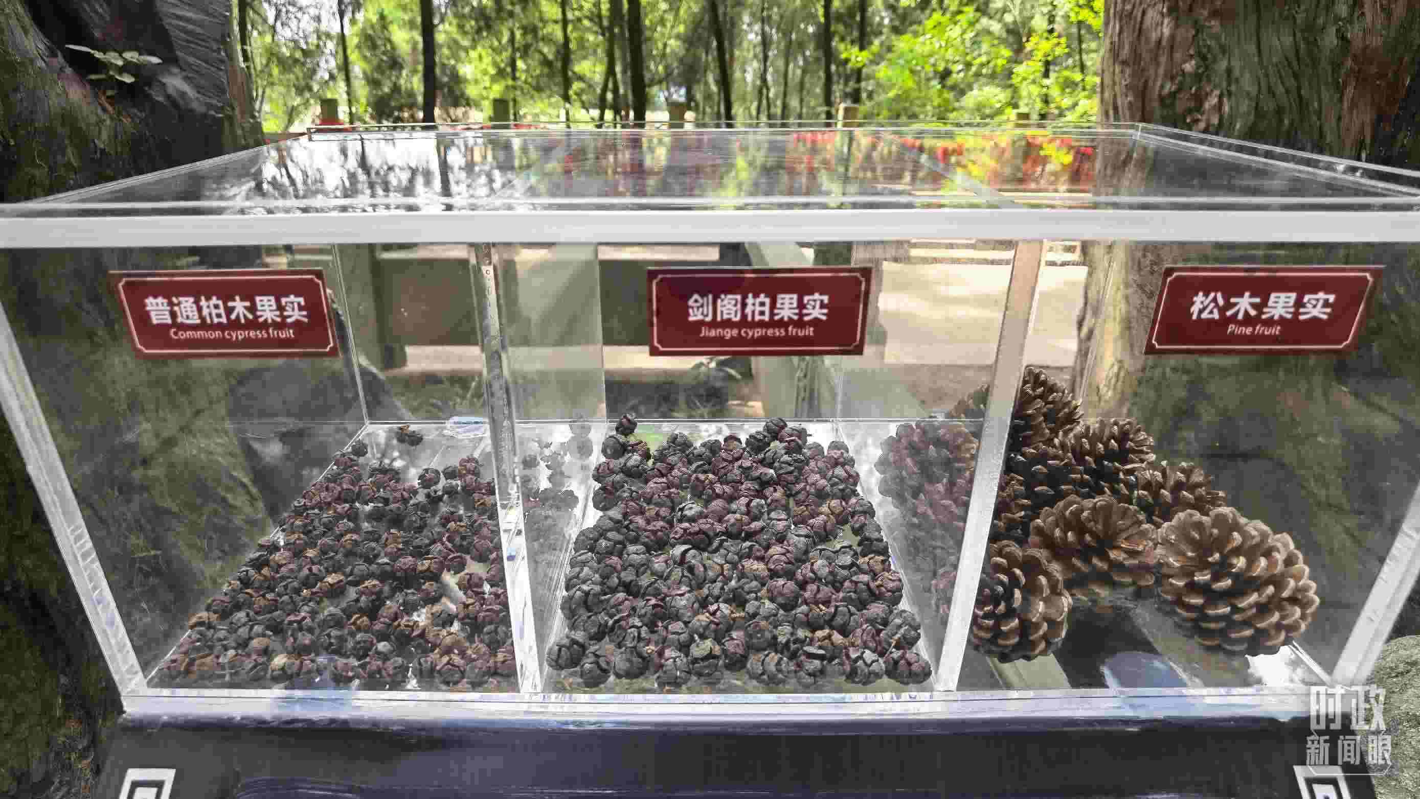 △翠云廊古蜀道，現(xiàn)場陳列的柏木和松木果實。（總臺央視記者石丞拍攝）