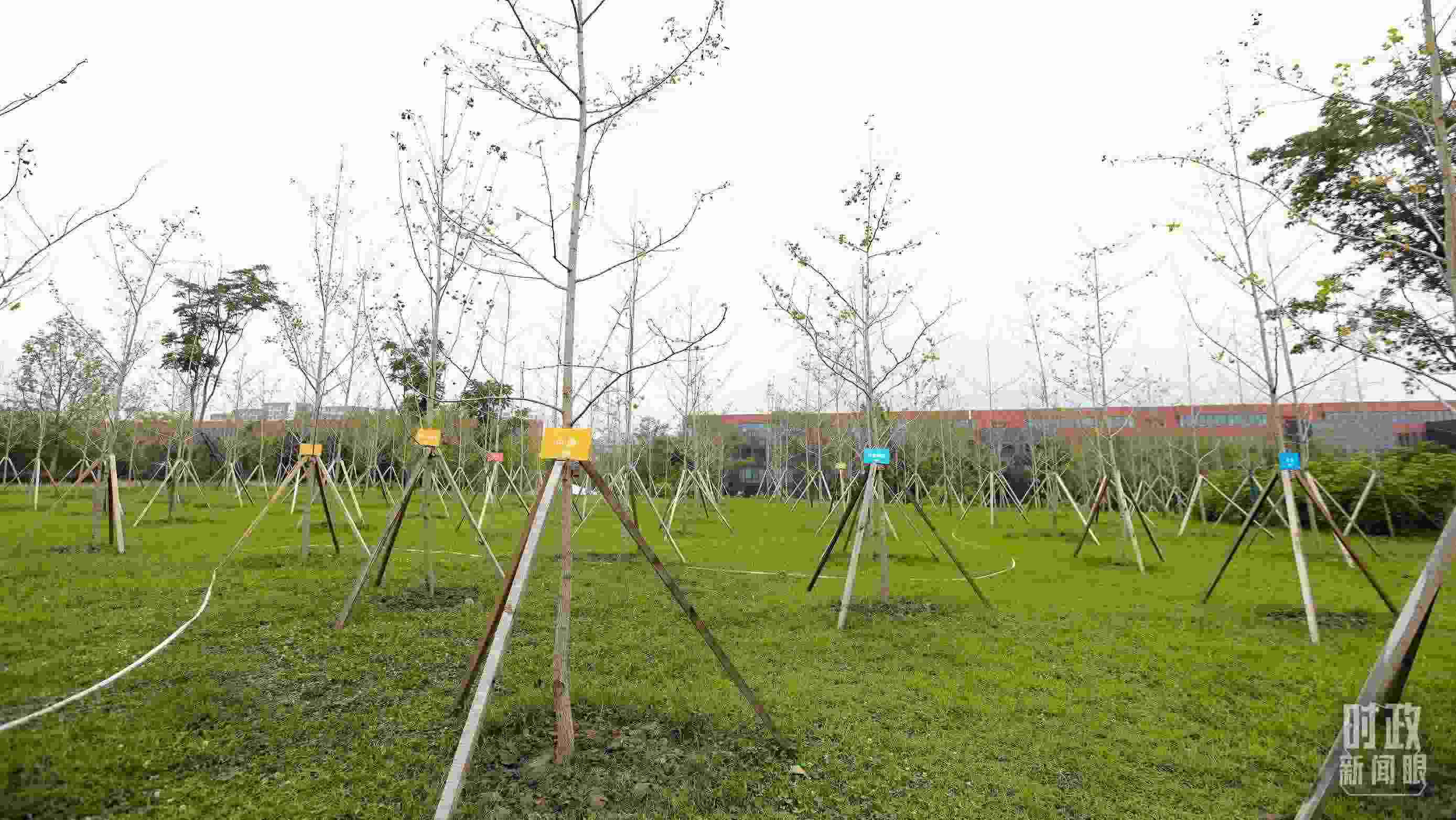 成都大運(yùn)村內(nèi)專門種植了友誼林，各國(guó)代表團(tuán)都可認(rèn)領(lǐng)。