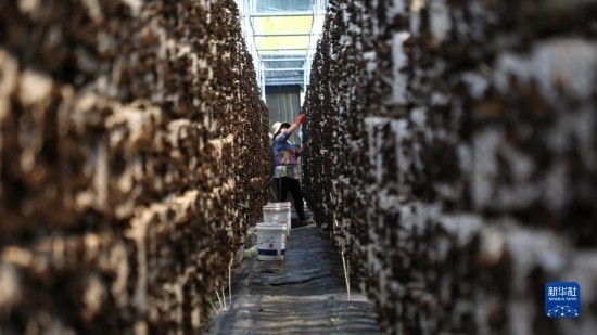 7月29日，在卓尼縣納浪鎮(zhèn)納浪村黑木耳種植基地，農(nóng)戶在采摘黑木耳。