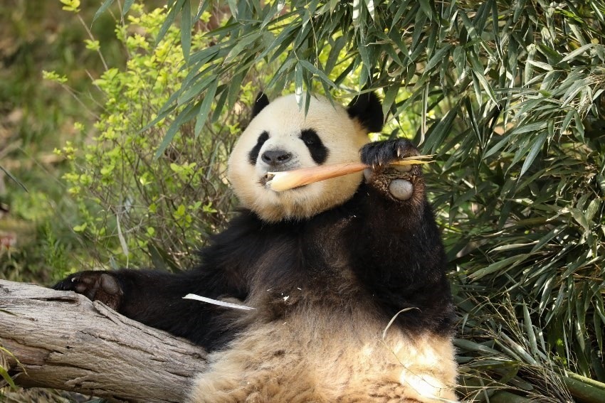 大熊貓“芝麻”。成都大熊貓繁育研究基地供圖