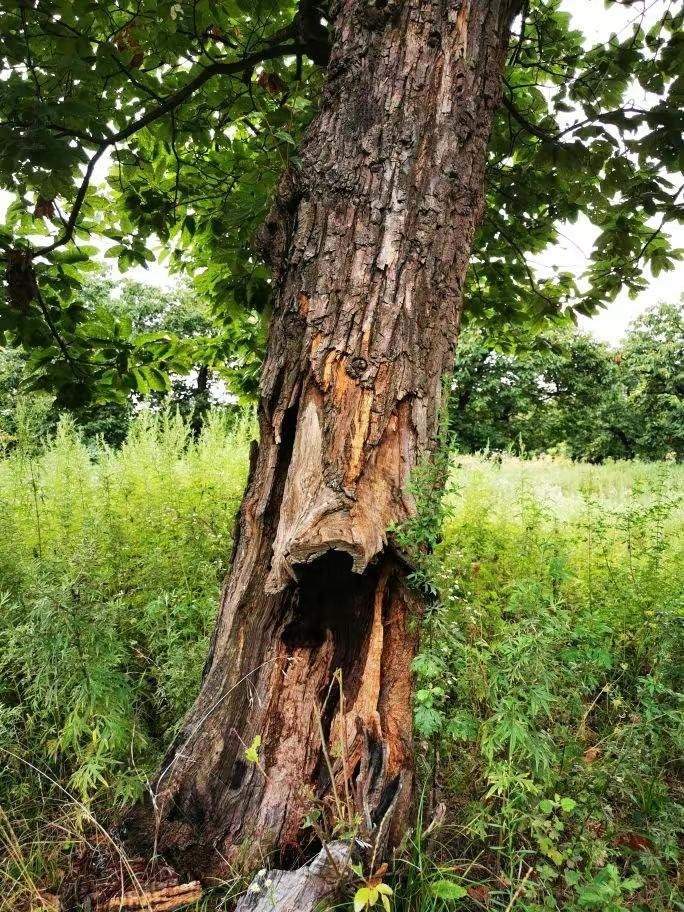 圖為2021年10月拍攝的秦嶺北麓百年板栗古樹遭破壞情況。人民網(wǎng)記者 吳超攝